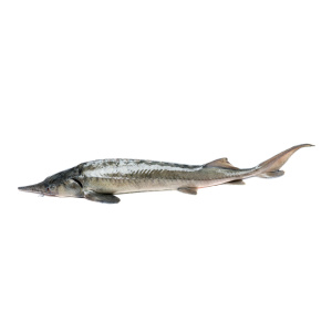 sterlyad