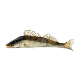 sudak